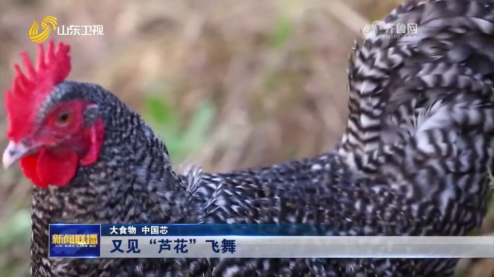 【視頻】大食物 中國(guó)芯｜又見“蘆花”飛舞